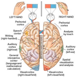 Brain Hemispheres and Functional Specialization